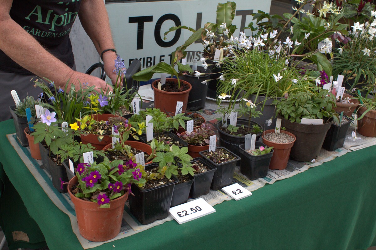 Spring Show 2026 NW Alpine Garden Society Plants for Sale 